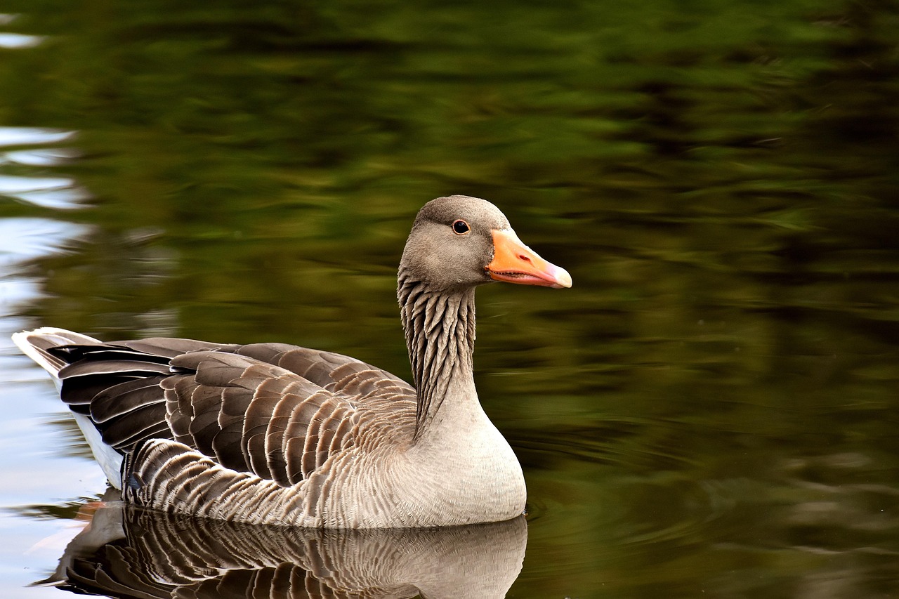 Arktische Wildgans im Wattenmeer